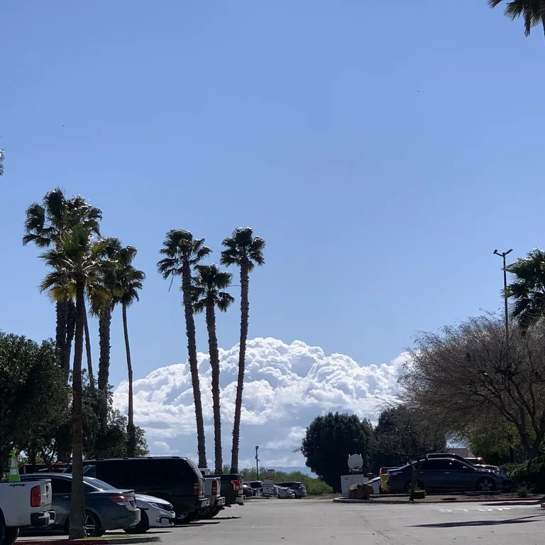 Palm trees and tall clouds over a California parking lot.